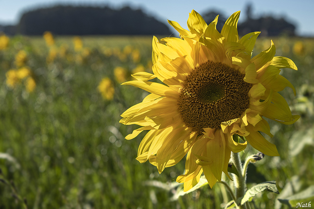 Tournesols_3.jpg.b677840704d5de39d4d817f19582bd0c.jpg