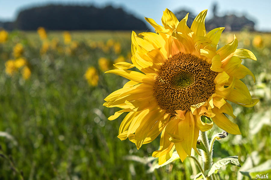 Tournesols_3.jpg.b677840704d5de39d4d817f19582bd0c.jpg.b1e9dca8db7fee45f92bfa93760427ab.jpg