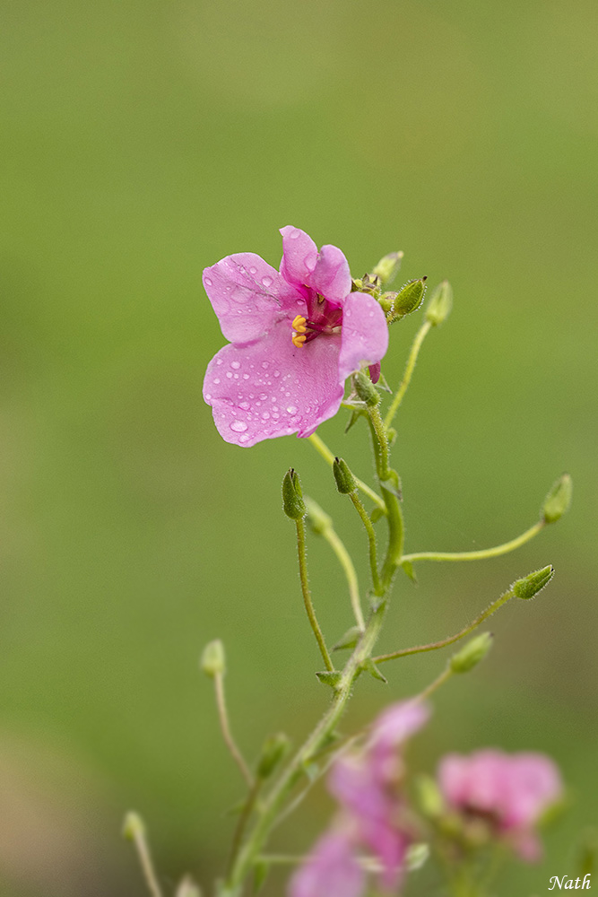 1744235151_Petitefleurrose.jpg.2ae0154bcdf35760081dc304b7f237c2.jpg