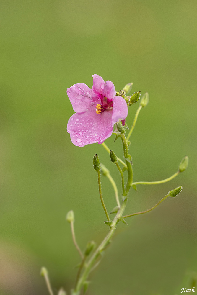 494339819_Petitefleurrose.jpg.c194e49232820f9dfd8df5b2c37e59e7.jpg