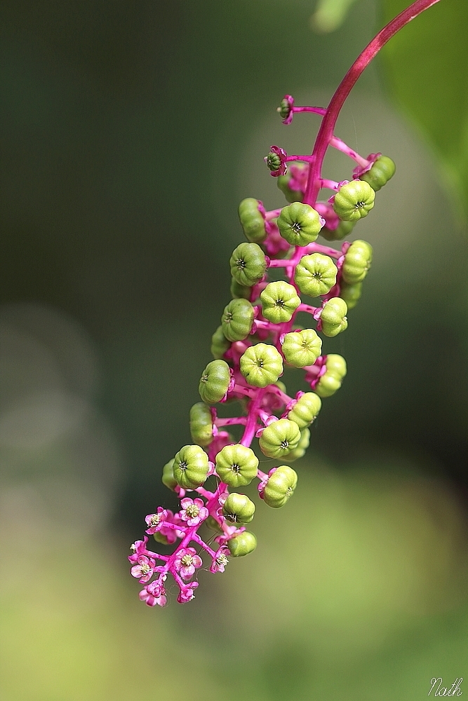 63594374_Phytolacca2.JPG.1822e638c1b47d9fa062dec01507f5ef.JPG