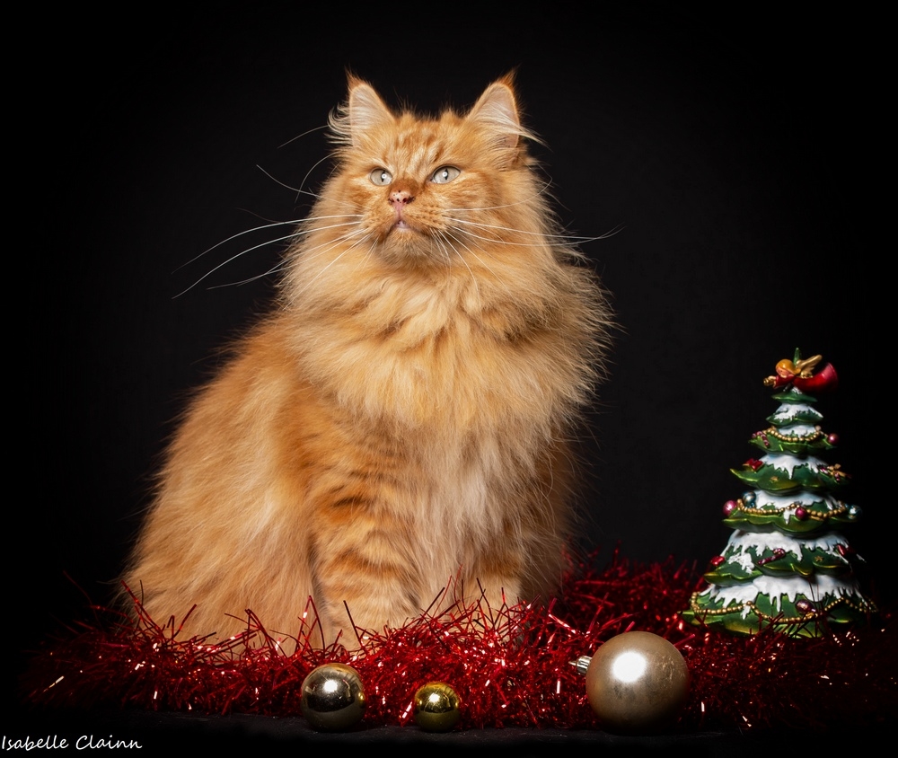 smoothie noel 2018 fp.jpg