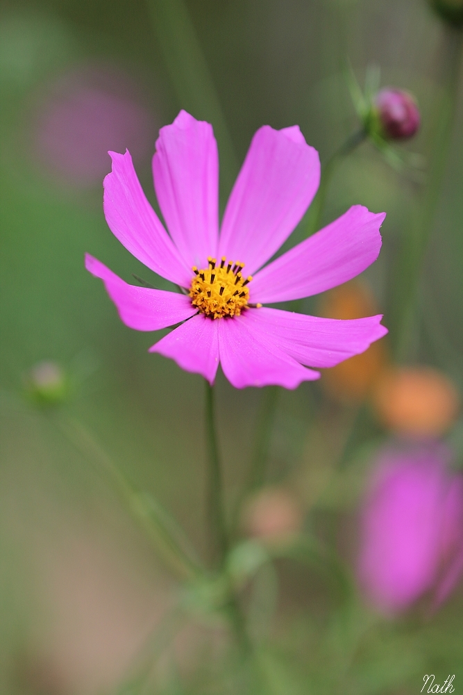 Cosmos.JPG.a7e572b19904e6276958d10833c10d21.JPG