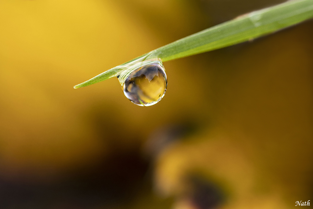 Goutte.jpg.38e641d9f47f3fbf62c0ed67f74cc62e.jpg