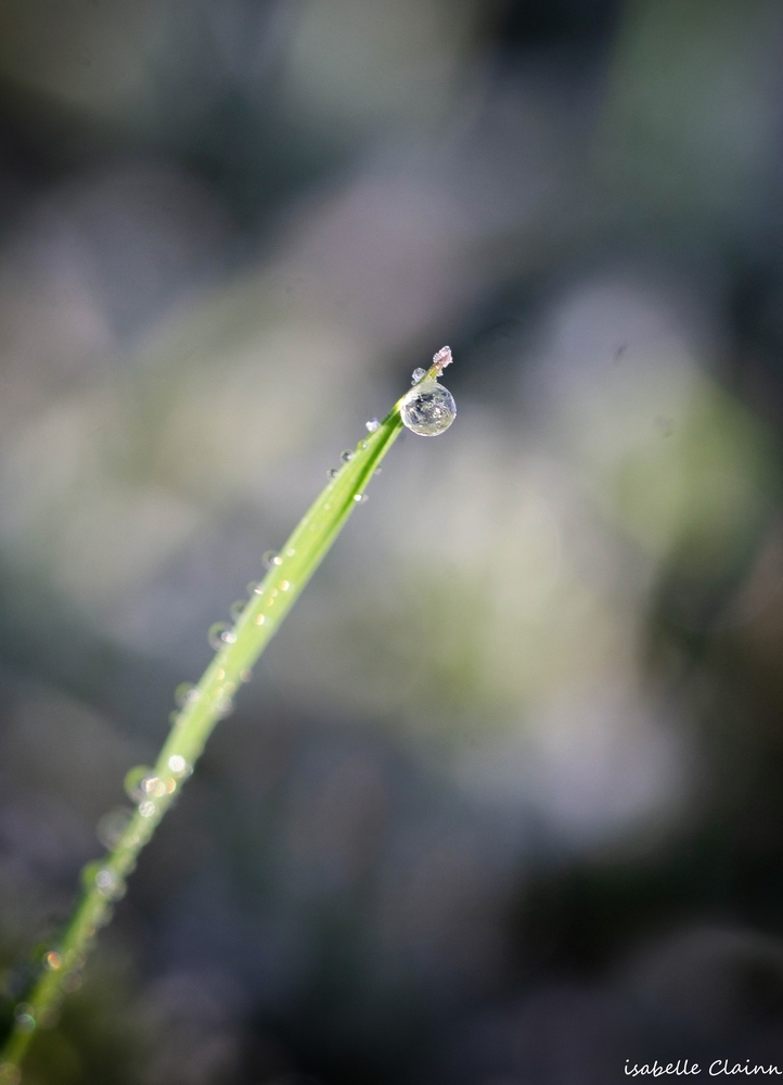 goutte fp.jpg