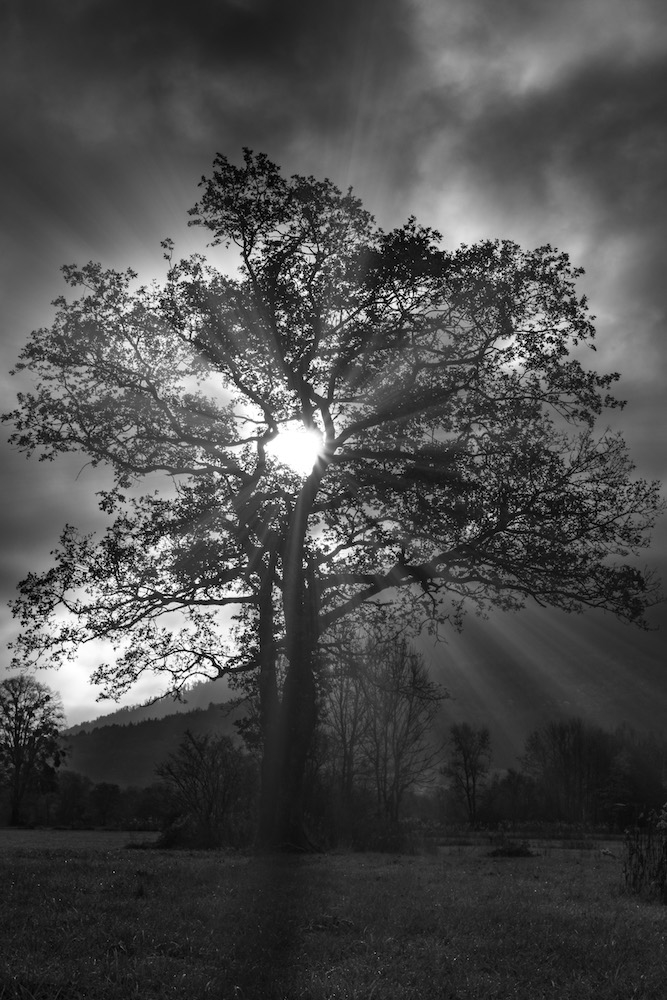IMG_9298-Modifier.jpg.b0d8f0590b4b20aaa93d2654ee2142d8.jpg