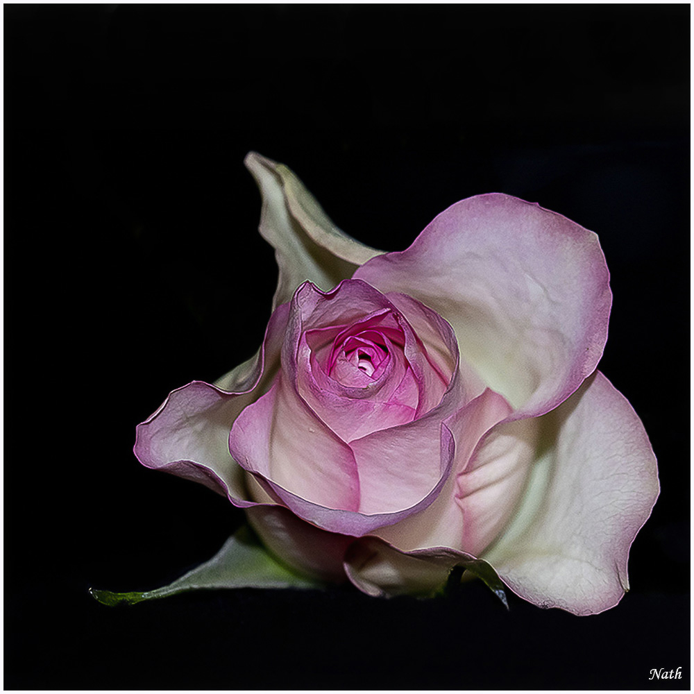 105005889_Rose_2b.jpg.63a7001a78cb4edafd5c70f35eb5a0e8.jpg