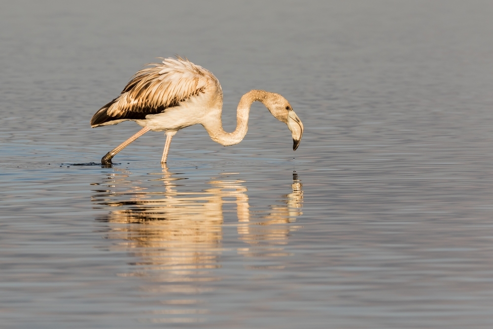 Flamant rose 1.jpg
