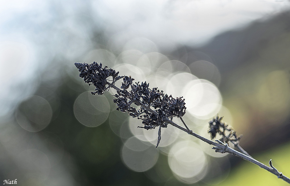 1855396676_Buddleiaencontrejour.jpg.f466cabe0edb87e4fe52cf8432de46dc.jpg
