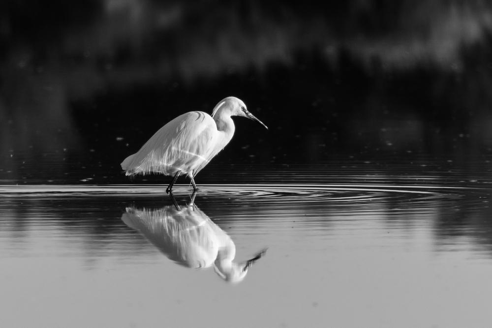 Aigrette garzette 1.jpg
