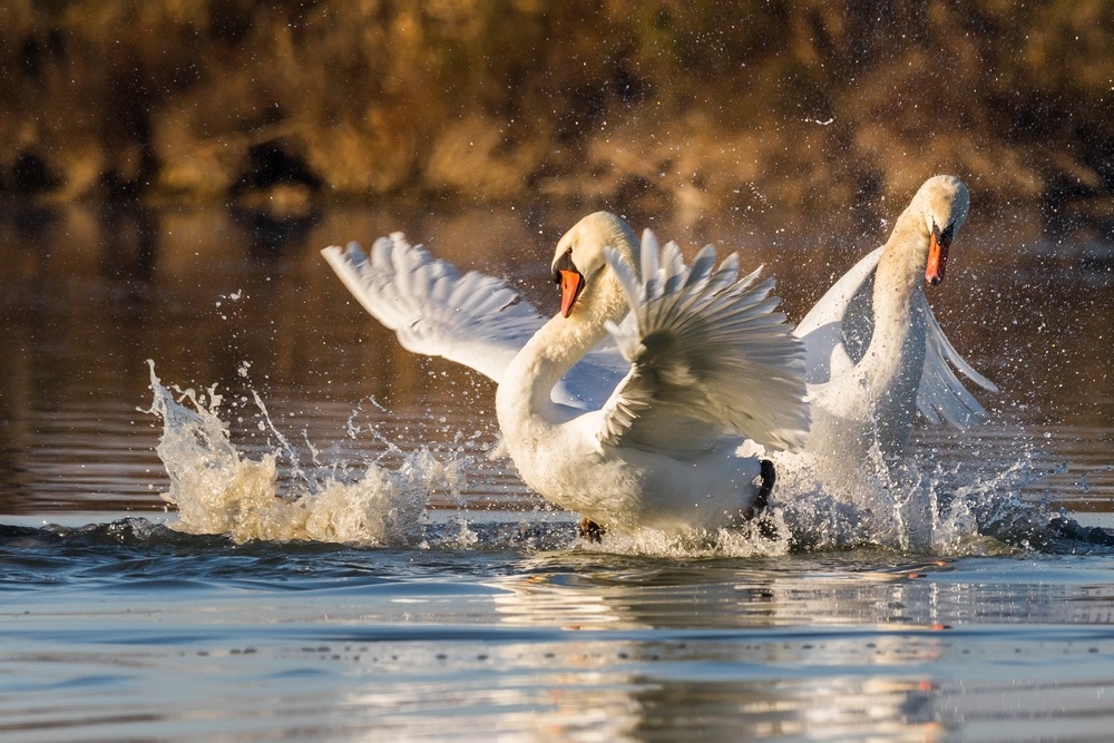 Cygne tuberculé.jpg