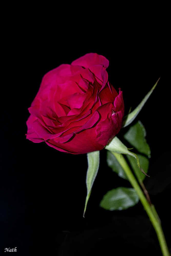 72028571_Roserouge_1.JPG.fd66684746bf3e76e1ff5d0aa3eed4cf.JPG