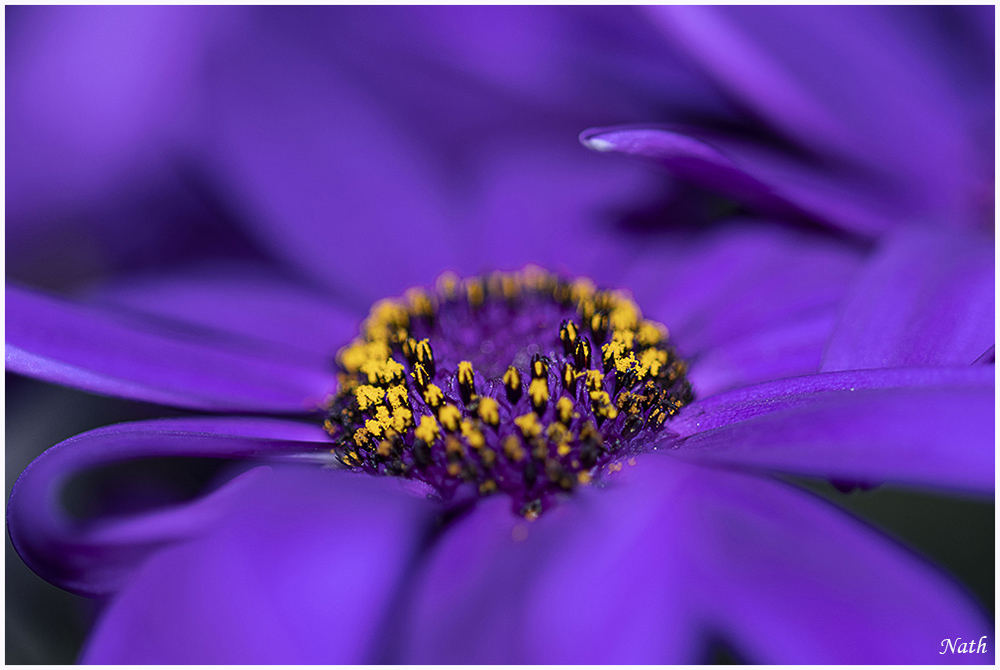 1143413034_CoeurdeSenetti_7c.jpg.553f0c423e6caa6bd85eaaee02ae25df.jpg