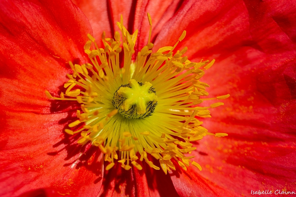 pistils fp.jpg