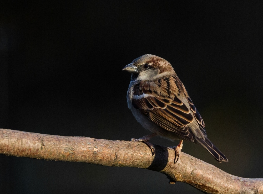Moineau domestique.jpg