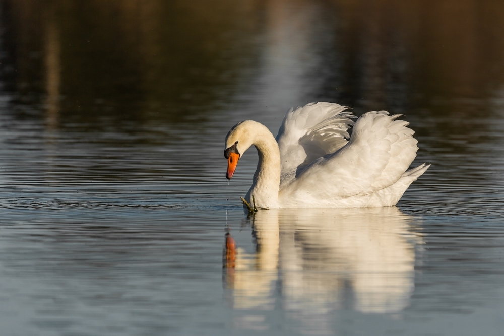 Cygne tuberculé.jpg