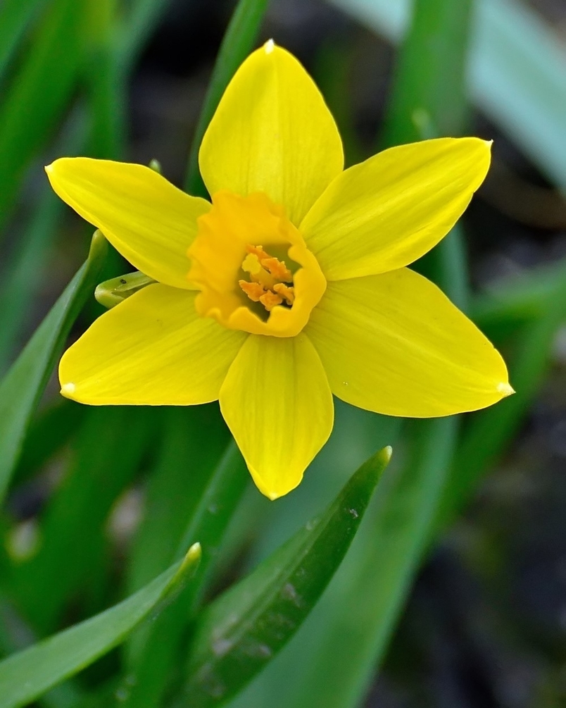 2019-03-19  Jonquille.jpg