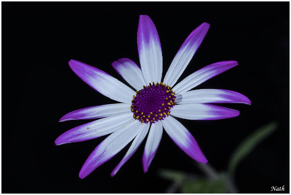 571914128_Senetti_1c.jpg.e069d11ee206d8df3fa70de292bbf9ad.jpg