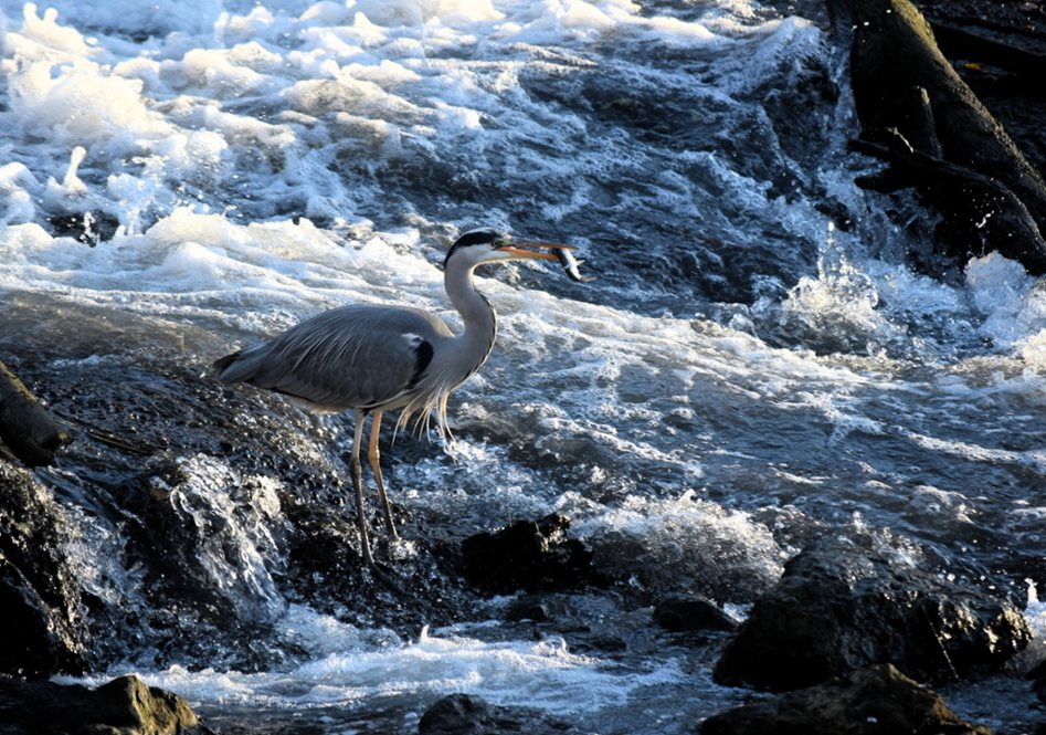 DSC_0110.JPG.a98bfeaae378d65ad60d0ff9ffa33ffa.JPG