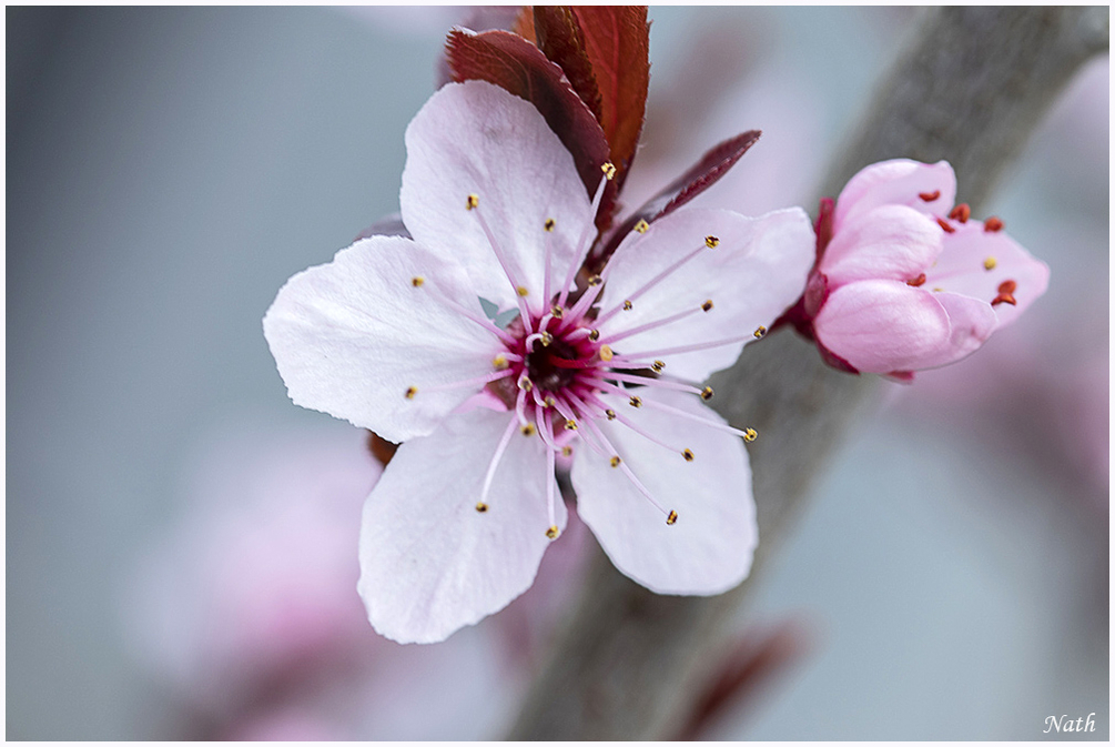 Fleurs_3.JPG