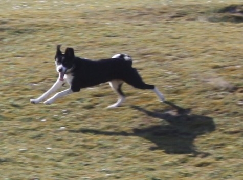 IMG_8203.jpg.042191f2fa842ef611ae91de1afb335f.jpg