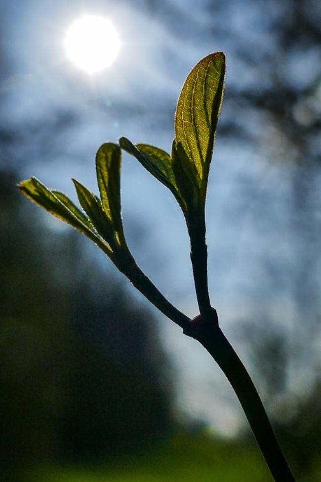 01042019-P1110520-Modifier.jpg.21fb6ffbc42e1378840b35386e389501.jpg