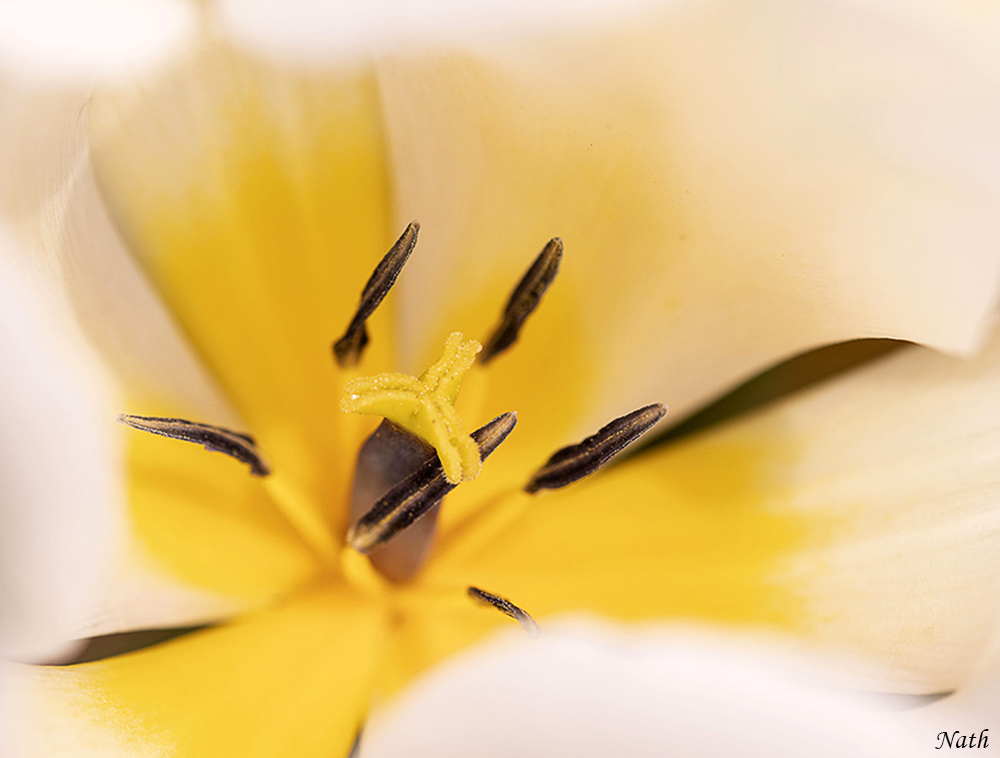1115254694_Coeurdetulipeblancheb.jpg.6e9bfd70eb37d04d9e697d9aa144f264.jpg