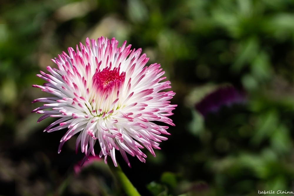 fleur 2fp.jpg