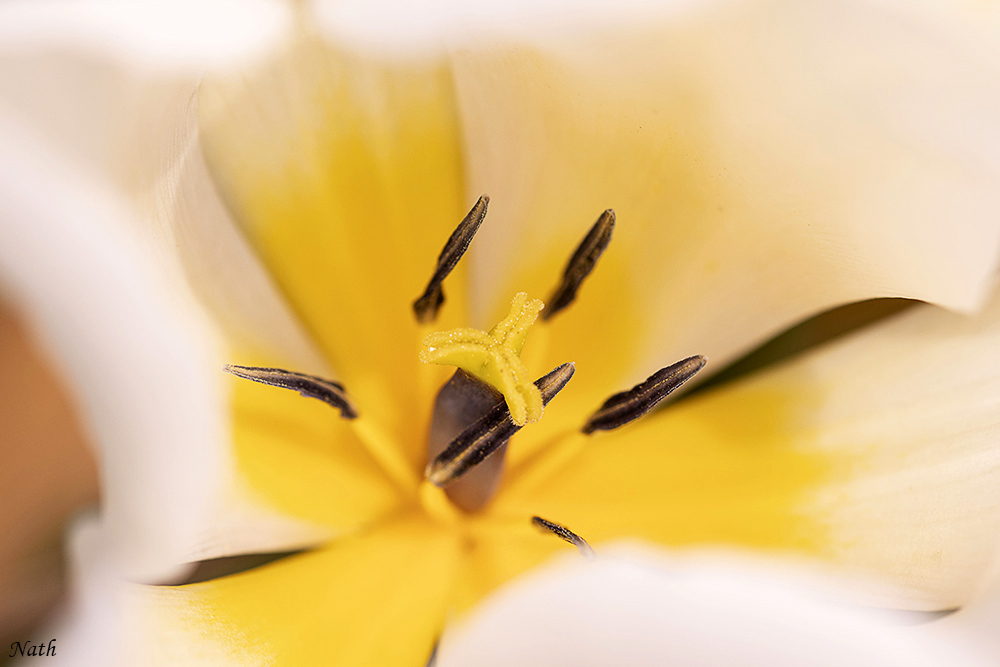 1369071476_Coeurdetulipeblanche.jpg.85e7ab93fa965591b0ae733172db1e1c.jpg