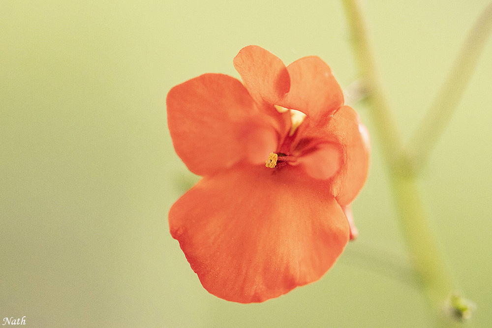 137839327_Petitefleurrouge.JPG.f0ece13c1143f83796da31877dc53eef.JPG