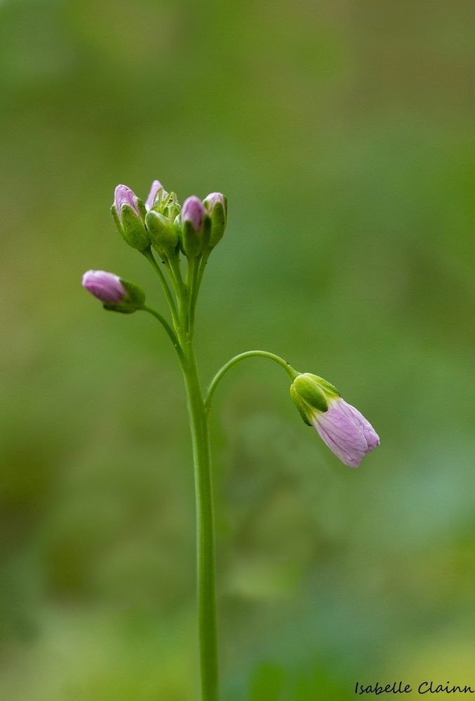 fleur Gfp.jpg