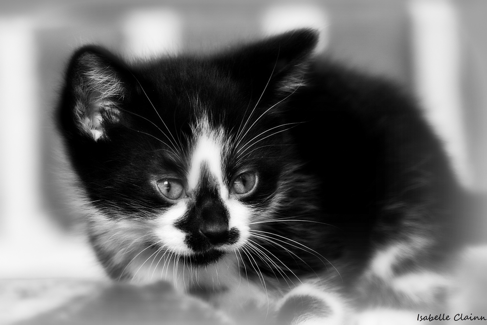 chaton m 2 afp.jpg