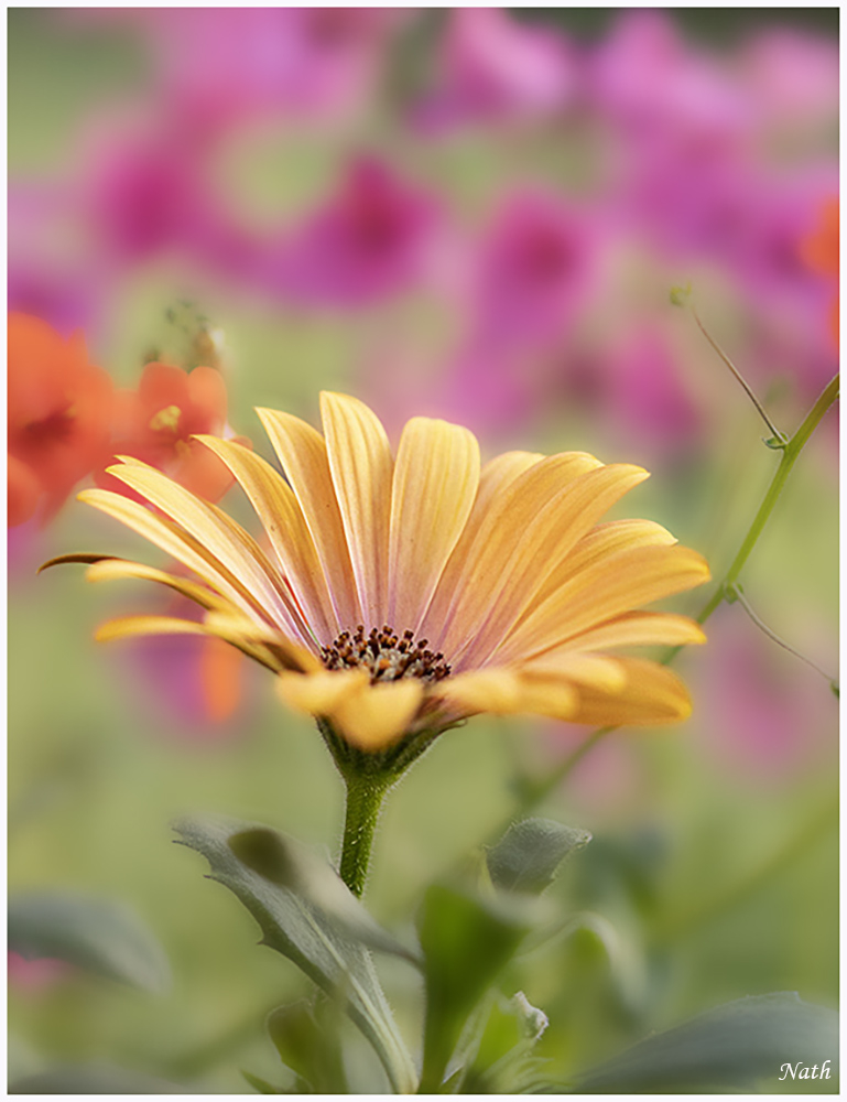 1684856758_Osteospermum_3b.jpg.6c361bab25a755d830ef08027f144166.jpg