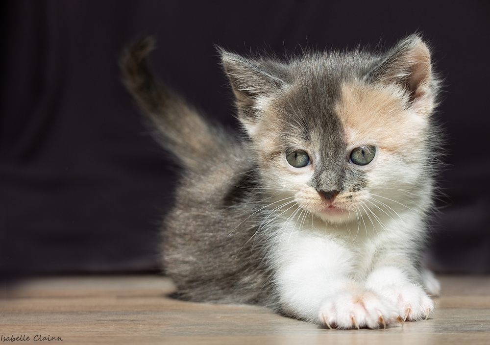 chaton 5 4 fp.jpg