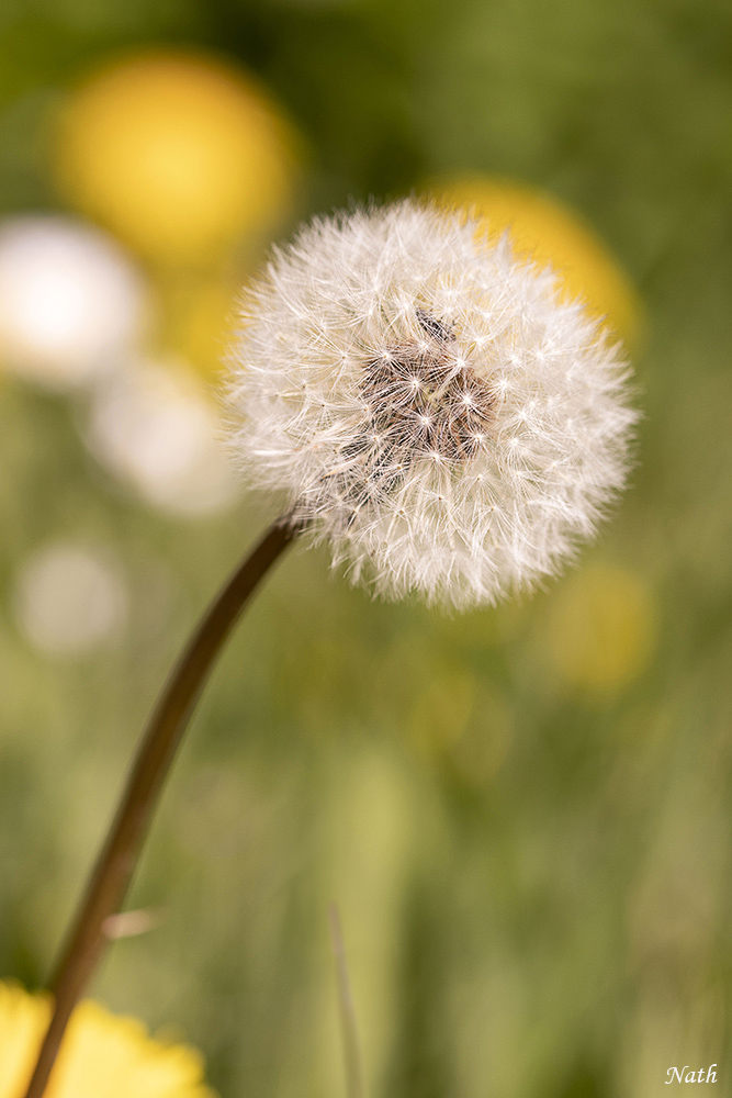 182182042_Aprsfloraison.JPG.a15aeb6fdc6bdcb6e8fe9f8b2035cab3.JPG
