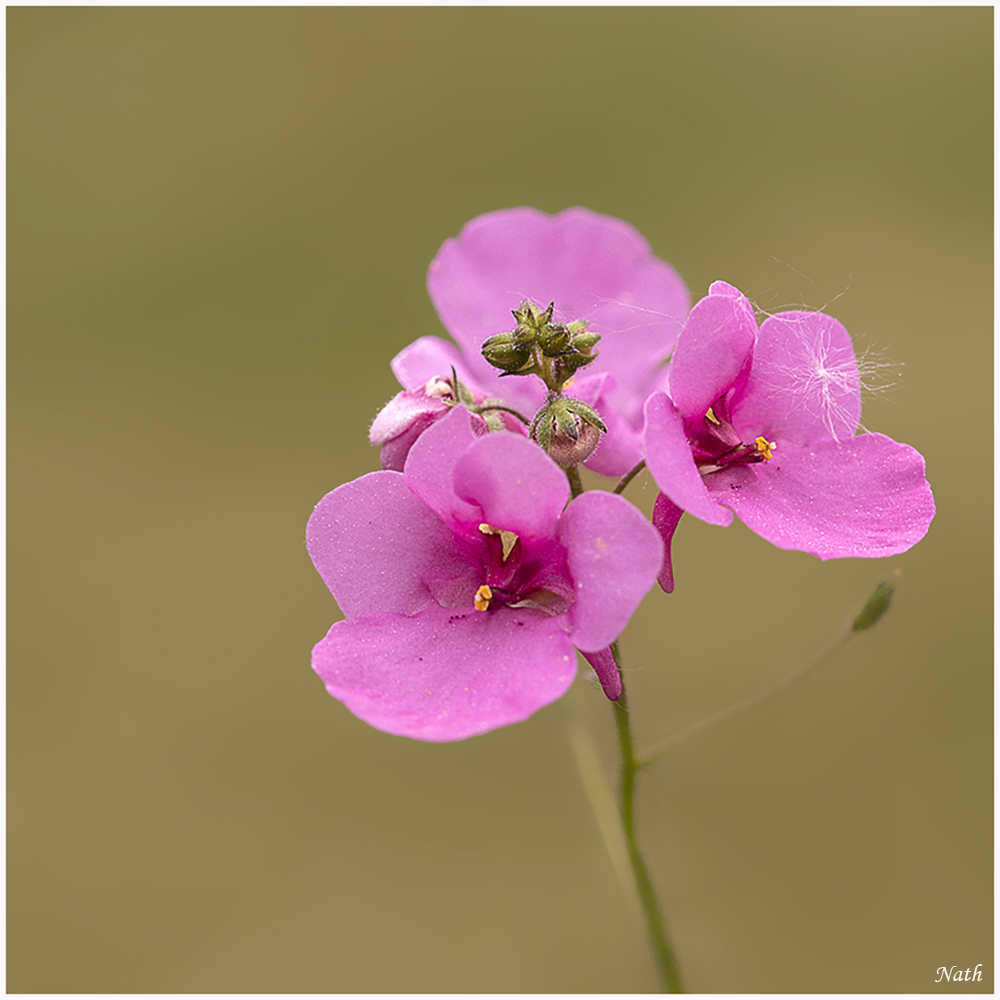 191508897_Petitesfleursroses.JPG.c72c109088074204f02652b7163cc386.JPG