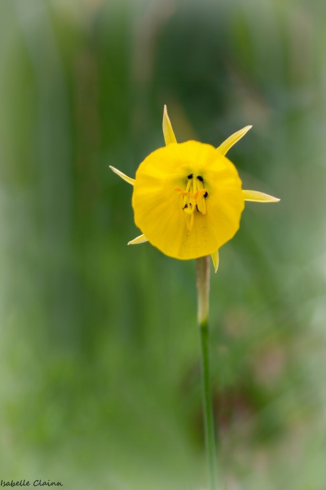 fleur Efp.jpg