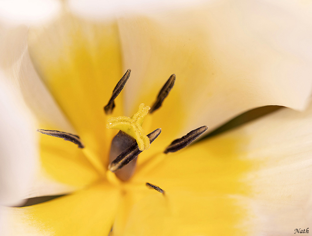 2105201385_Coeurdetulipeblanched.jpg.4727d729604db930c5619401c85c4a5d.jpg
