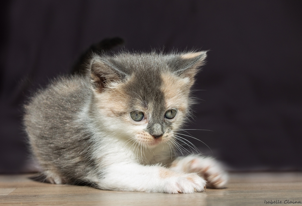 chaton 5 5 fp.jpg