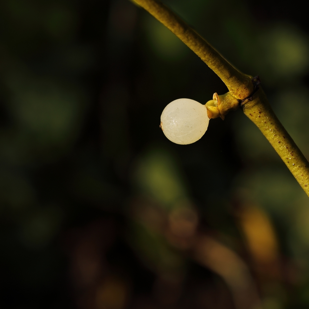 2G6A0944.JPG.2d31ac585728a8bca06c628bd5bf30b1.JPG
