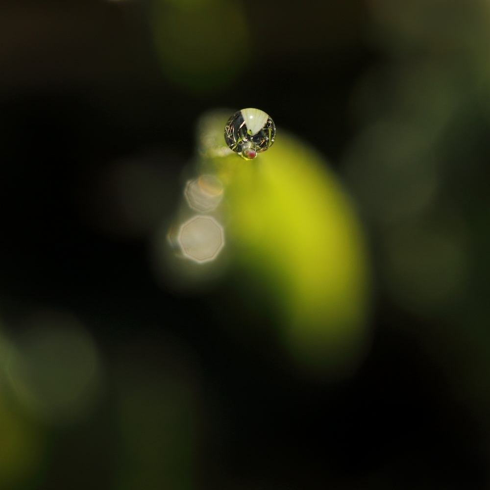 2G6A0966.JPG.bb7855863992a7d9855fb6df1c9751bd.JPG