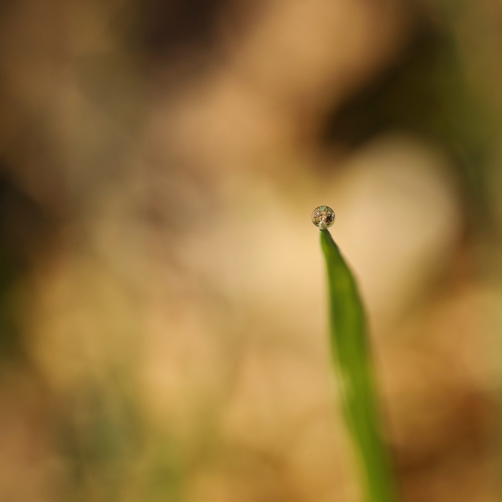 2G6A0991.JPG.c94c260f49fc81a27aef6846f9d9d55c.JPG
