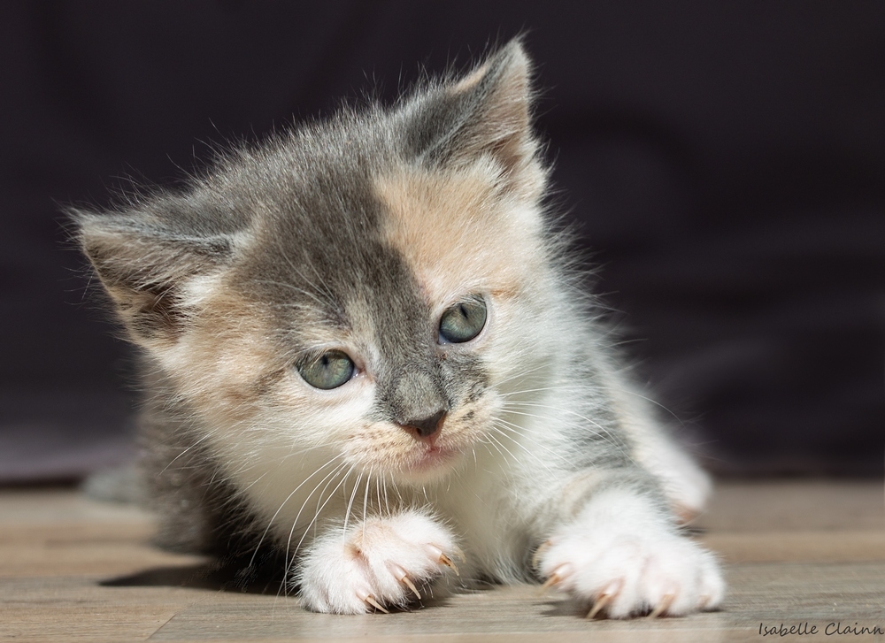 chaton 5 3 fp.jpg
