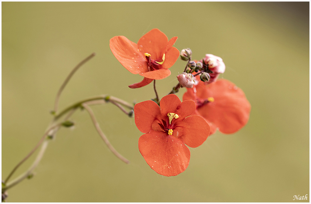 752636005_Petitesfleursrouges.jpg.b37fe8db03e1f43087833c5a4d305290.jpg