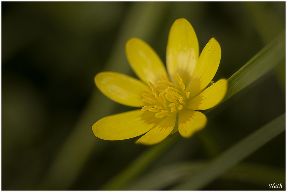 87485568_Boutondor(10)c.jpg.4cc6c2a7b566f774ed6c2c54f85df62f.jpg