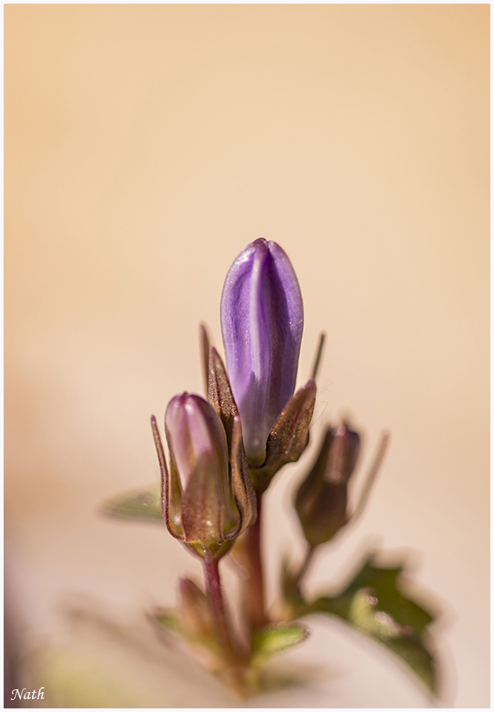 Campanule_2.JPG.7a65192bd9bd4d4a0e6786fb5374adbc.JPG