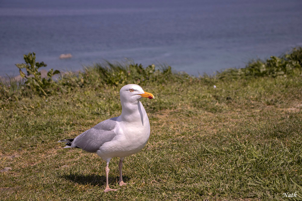 Goeland_1.JPG.fa2e55c007d0782d36774d34a318663b.JPG