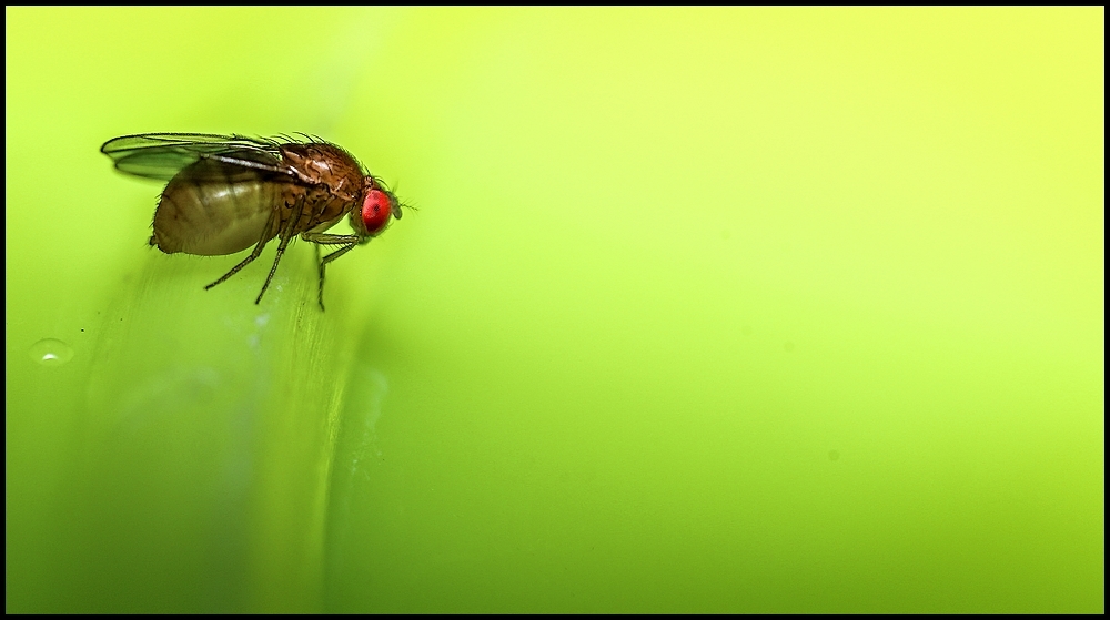 IMG_9221.jpg.d4f324bf2930fa5ed6284463d1b60d37.jpg