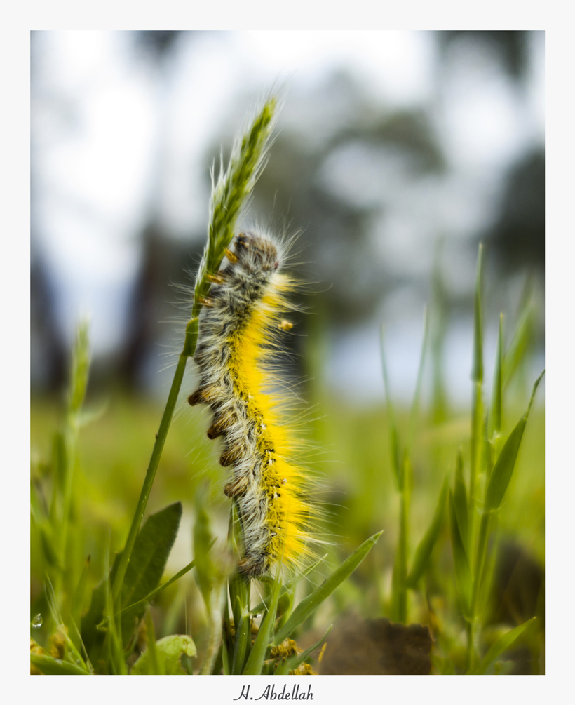 _DSC1442.thumb.jpg.6737dbc9bbd6c9948a3566b0fc91c573.jpg