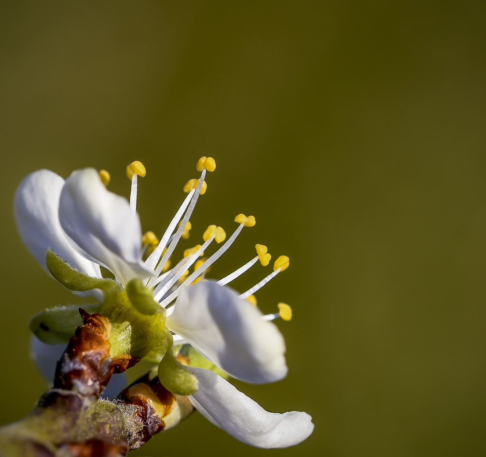 _DSC2496-3.jpg.8d78751135cec1b9f3cb5d829f7ae326.jpg